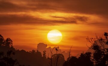 Tramonto infuocato su una foresta con silhouette di alberi e un grande sole all'orizzonte.