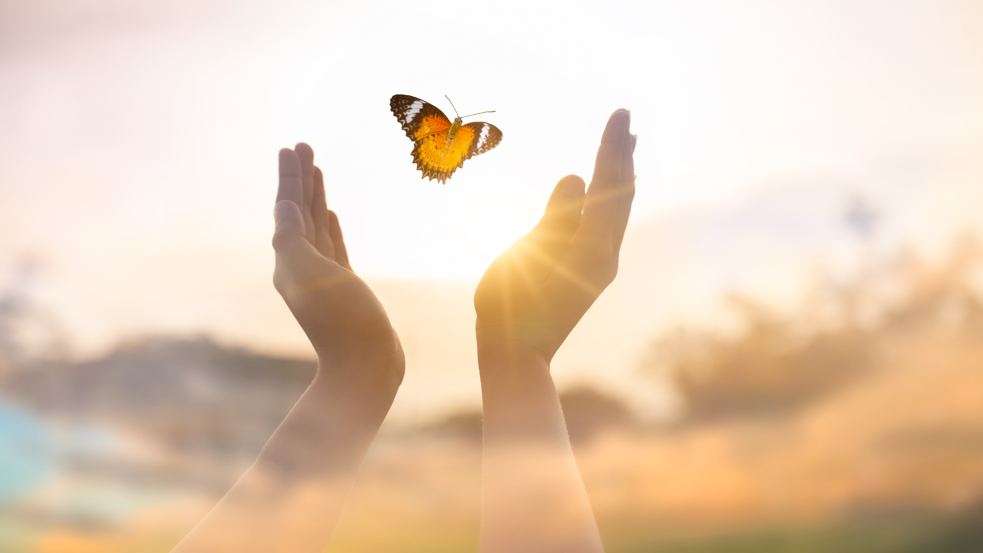 Mani che liberano una farfalla alla luce del tramonto