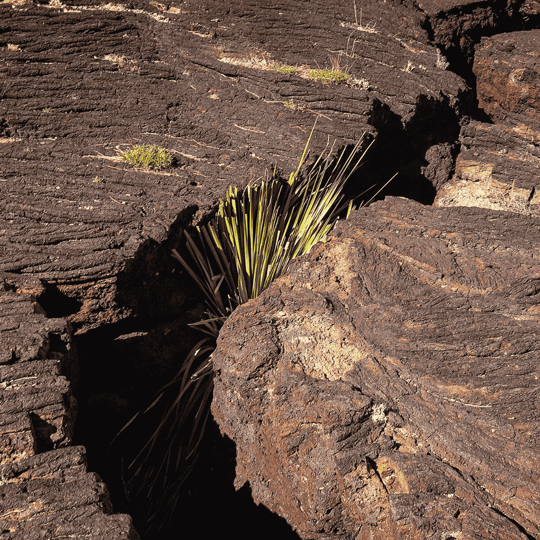 Ciuffo di erba verde che emerge da una faglia tra rocce vulcaniche scure, simbolo di rigenerazione e forza vitale in contesti di frattura.